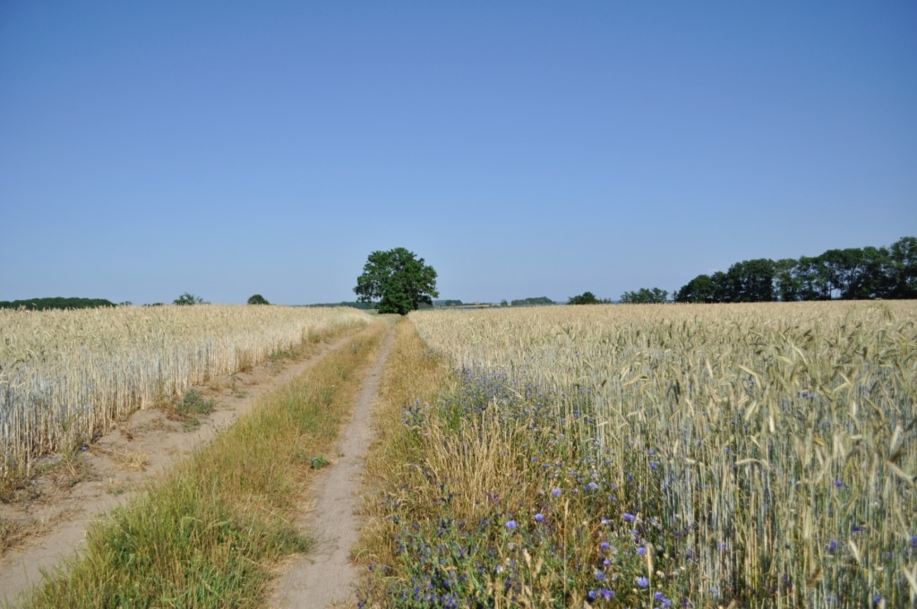 auf dem Bild ist ein Feldweg zu sehen. Rechts und links des Weges wächst Getreide. Der Weg führt auf einen Baum zu. Auch am Horizont sind Bäume zu sehen.