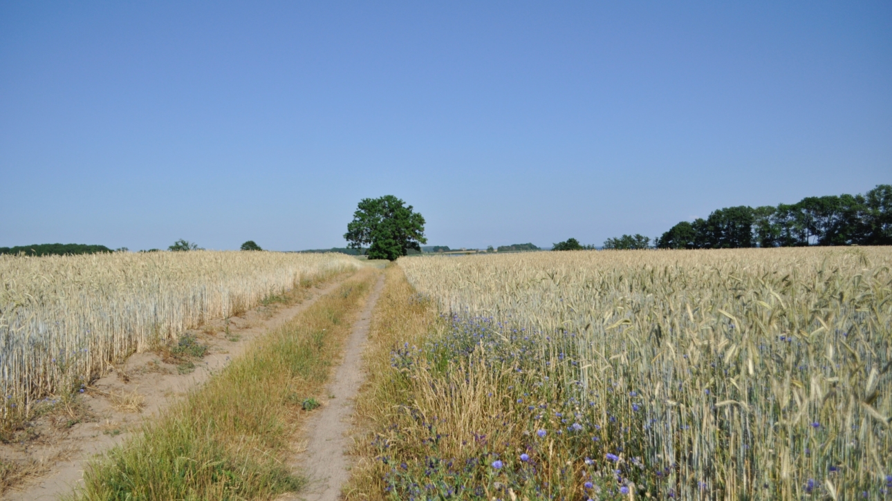auf dem Bild ist ein Feldweg zu sehen. Rechts und links des Weges wächst Getreide. Der Weg führt auf einen Baum zu. Auch am Horizont sind Bäume zu sehen.
