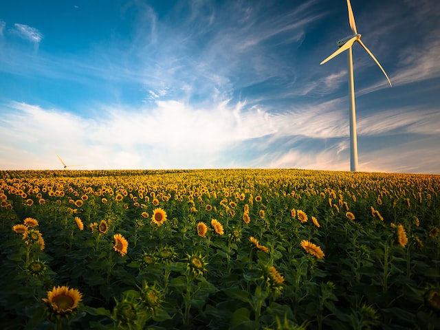 Nachhaltigkeitsmanagement Bild mit Sonnenblumen und Windkraftanalagen