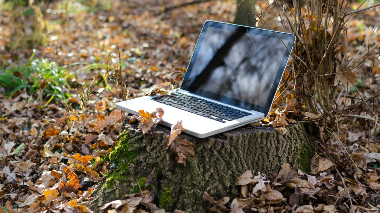 Ein Laptop steht auf einem Baumstumpf im Wald. Der Boden ist von Laub bedeckt.
