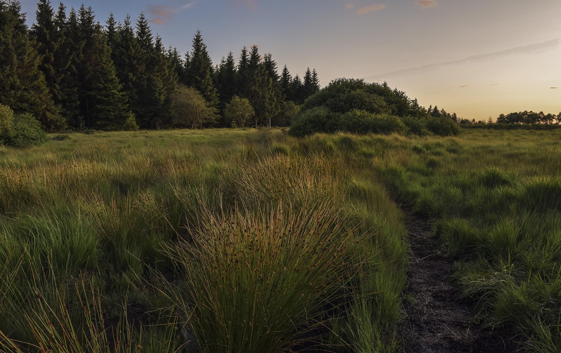 Moorlandschaft