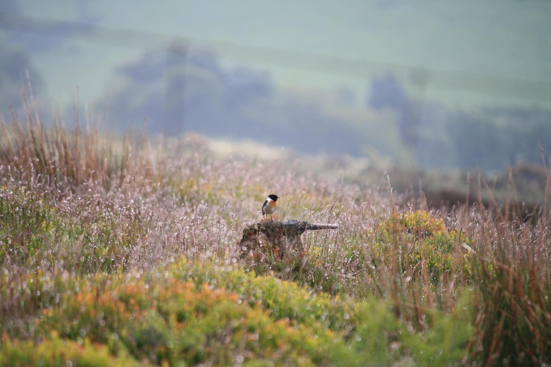 Moorlandschaft mit Vogel